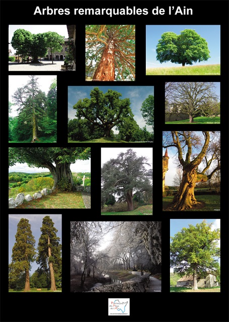 Posters : Arbres remarquables de l&rsquo;Ain